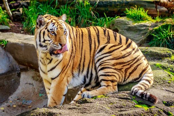 Amur tigre a riposo — Foto Stock