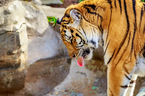 Амурский тигр отдыхает — стоковое фото