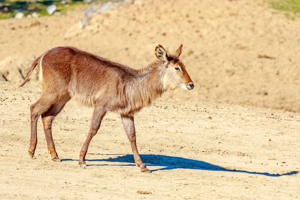 Femmina Defassa Waterbuck — Foto Stock