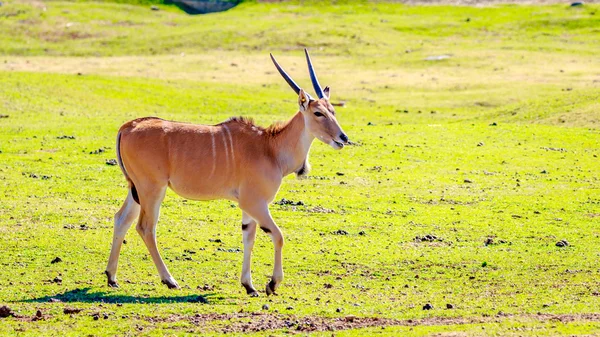 Weibliche Elfenantilope — Stockfoto