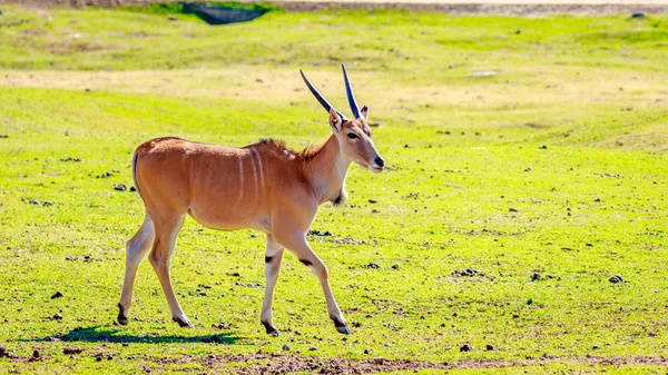 Antelope femminile dell'Eland — Foto Stock