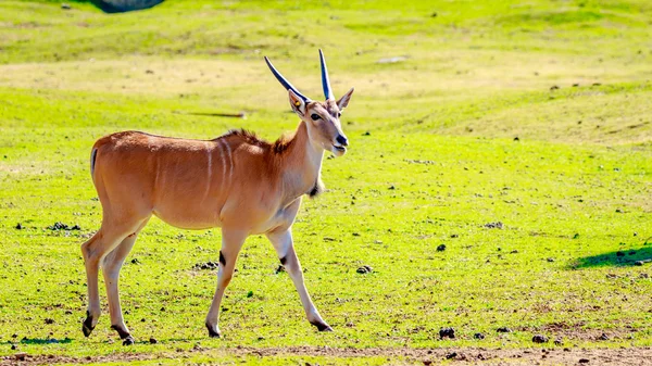 Weibliche Elfenantilope — Stockfoto