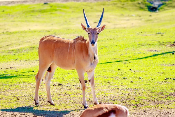 Antelope femminile dell'Eland — Foto Stock