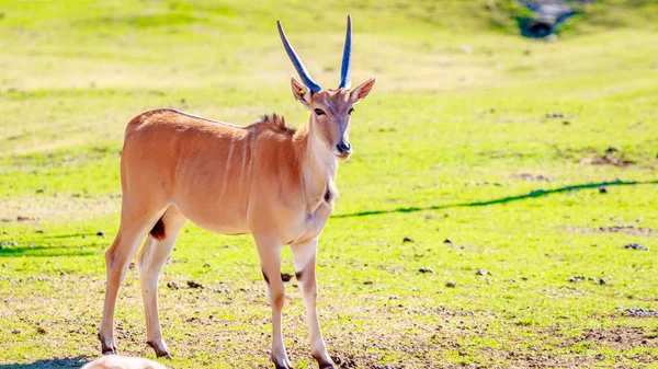 Antelope femminile dell'Eland — Foto Stock