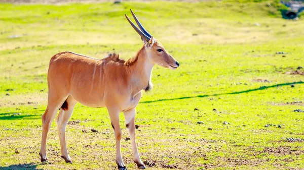 Antelope femminile dell'Eland — Foto Stock