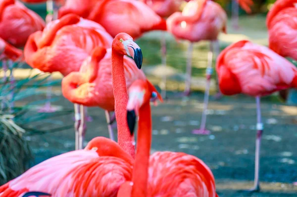 Flamboyance de Flamingos — Fotografia de Stock