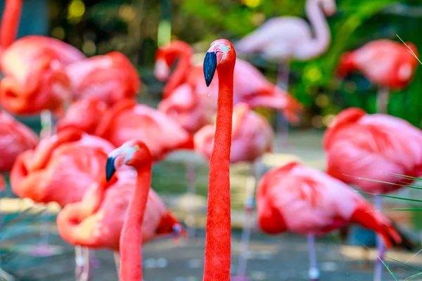 Flamboyance de Flamingos — Fotografia de Stock