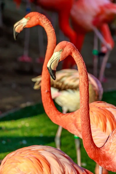 Flamboyance dei fenicotteri — Foto Stock