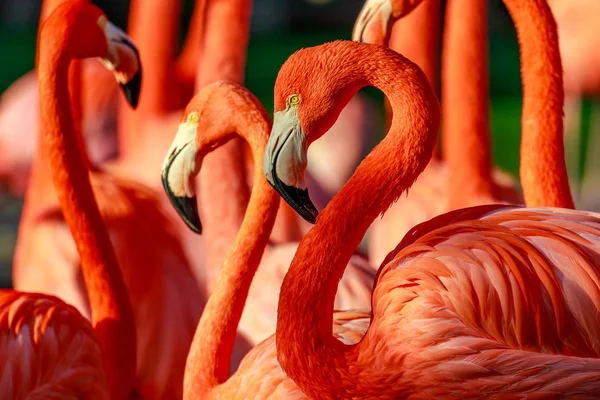 Volledige van Flamingo 's — Stockfoto