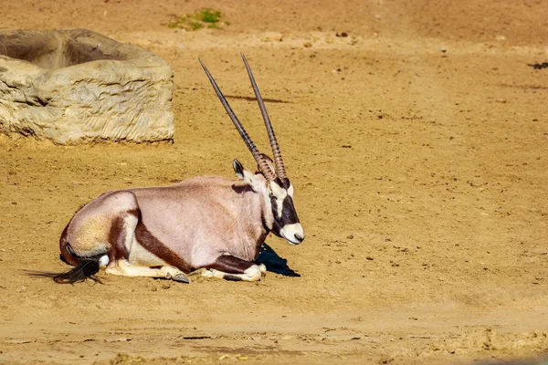 Gemsbockantilope ruht — Stockfoto