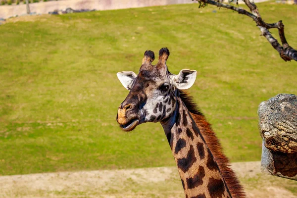 Retrato de cabeza de jirafa — Foto de Stock