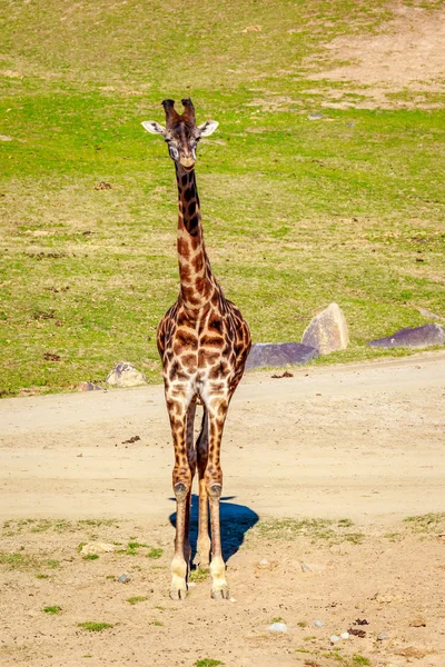 Jirafa caminando en elegancia — Foto de Stock