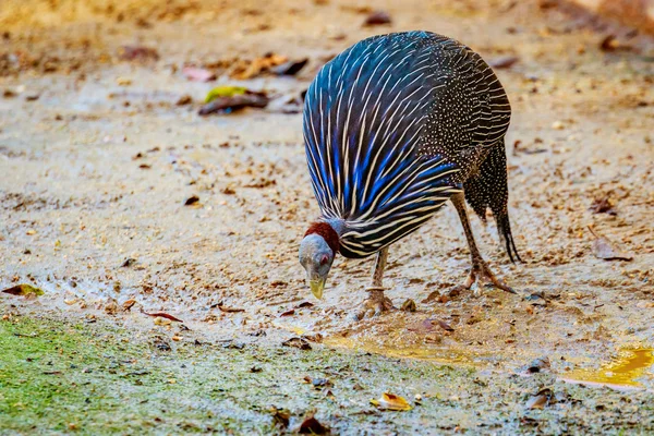 Guineafowl no solo — Fotografia de Stock