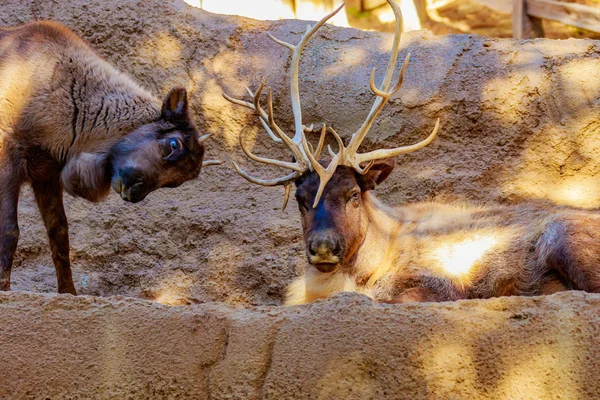 Due renne che interagiscono — Foto Stock