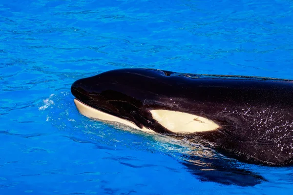 Ballena asesina en el agua — Foto de Stock