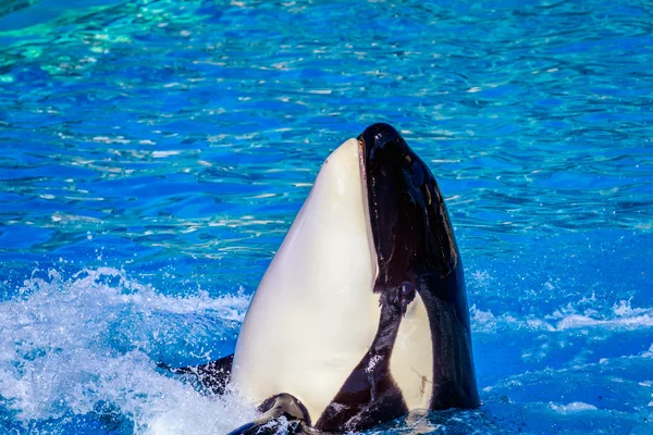 Ballena asesina en el agua — Foto de Stock