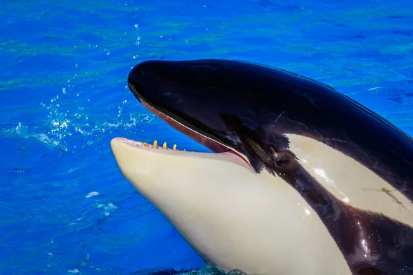 Ballena asesina en el agua — Foto de Stock