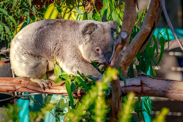 Koala no ramo de árvore — Fotografia de Stock