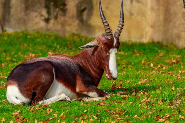 Antelope Bontebok maschile — Foto Stock