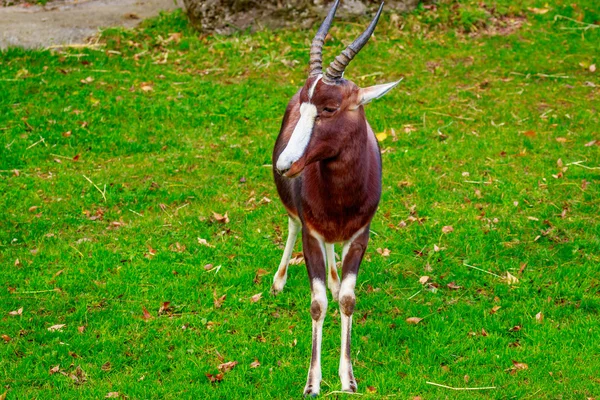 Αρσενικό Bontebok αντιλόπη — Φωτογραφία Αρχείου