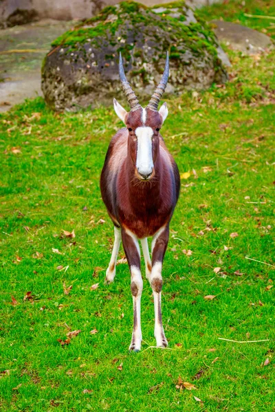 Mężczyzna Bontebok antylopy — Zdjęcie stockowe