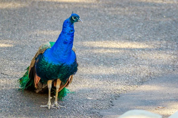 Male Indian Peafowl — Stock Photo, Image