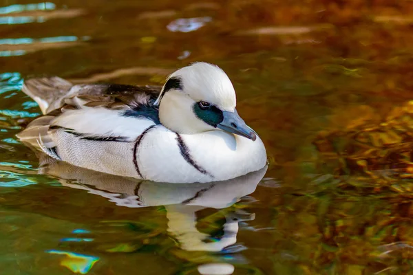 Mannelijke Nonnetje (vogel)-eend — Stockfoto