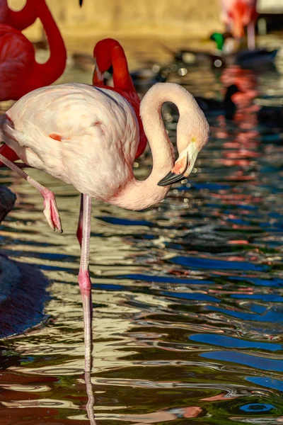 Розовый фламинго на одной ноге — стоковое фото