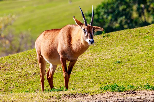 Antilope roana in roaming — Foto Stock