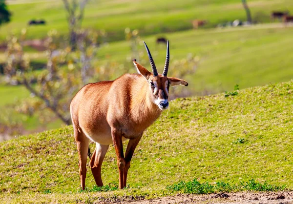 Roaming-Antilope — Stockfoto