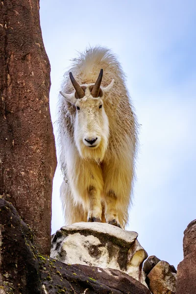 Kayalık dağ keçisi — Stok fotoğraf