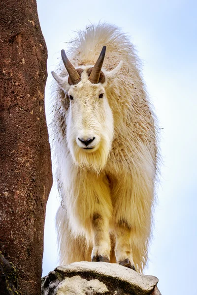 Chèvre des montagnes Rocheuses — Photo