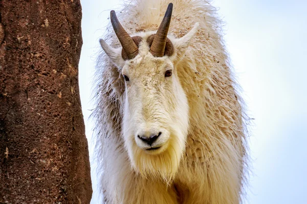 Bergziege — Stockfoto