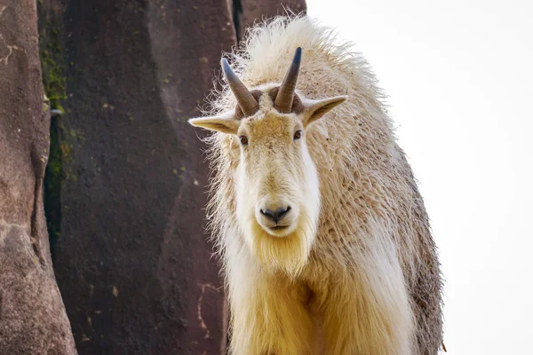 Capra delle Montagne Rocciose — Foto Stock