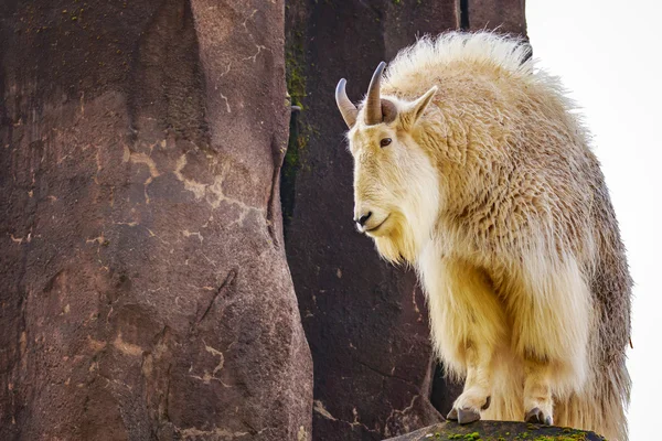 Rocky mountain κατσίκα — Φωτογραφία Αρχείου