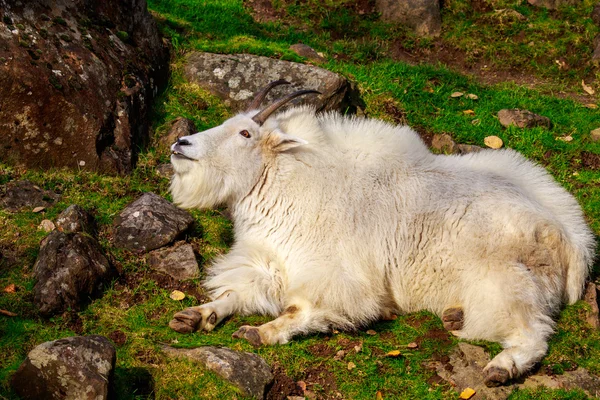 Chèvre des montagnes Rocheuses — Photo