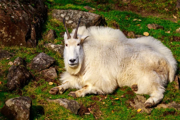 Capra delle Montagne Rocciose — Foto Stock