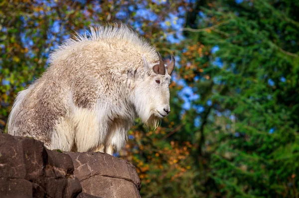 Capra delle Montagne Rocciose — Foto Stock