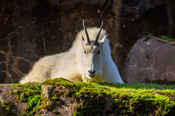 Capra delle Montagne Rocciose — Foto Stock