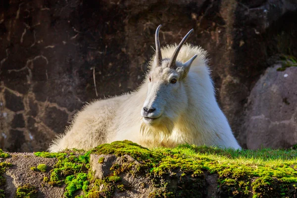 Capra delle Montagne Rocciose — Foto Stock