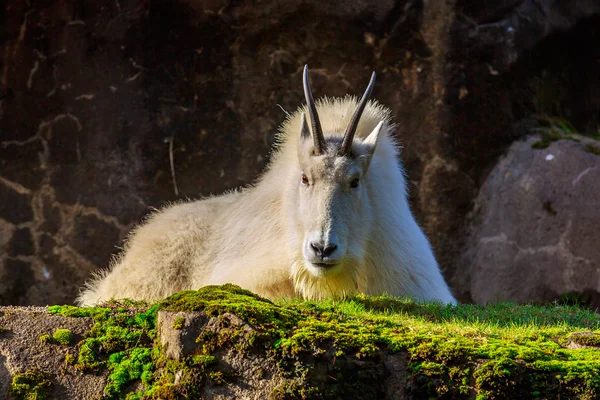 Capra delle Montagne Rocciose — Foto Stock