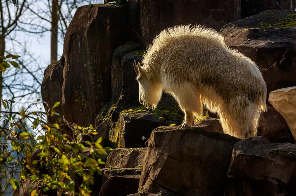 Rocky Mountain Goat — Stockfoto