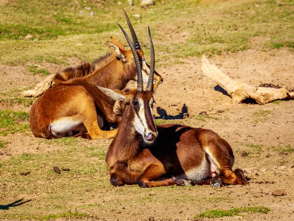 Gruppo di antilope nera — Foto Stock