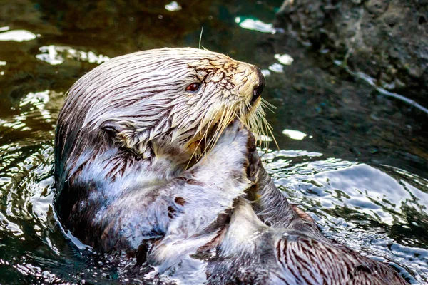 Sea otter utfodring — Stockfoto