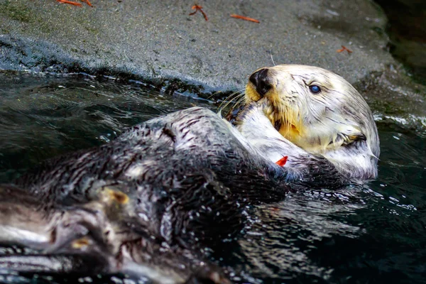 Alimentación de nutria marina —  Fotos de Stock