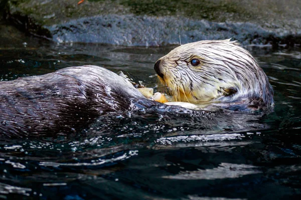 Alimentación de nutria marina —  Fotos de Stock