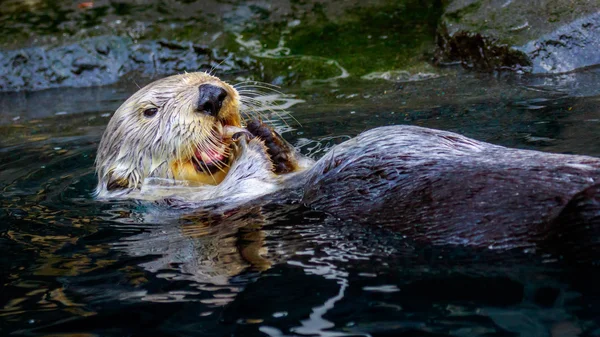 Fischotter beim Füttern — Stockfoto