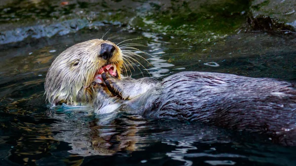 Sea otter utfodring — Stockfoto