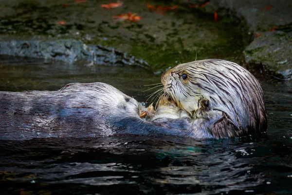 Alimentación de nutria marina —  Fotos de Stock