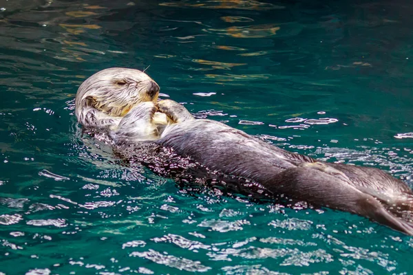 Otter di mare in acqua — Foto Stock